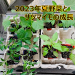 2023夏野菜アイキャッチ