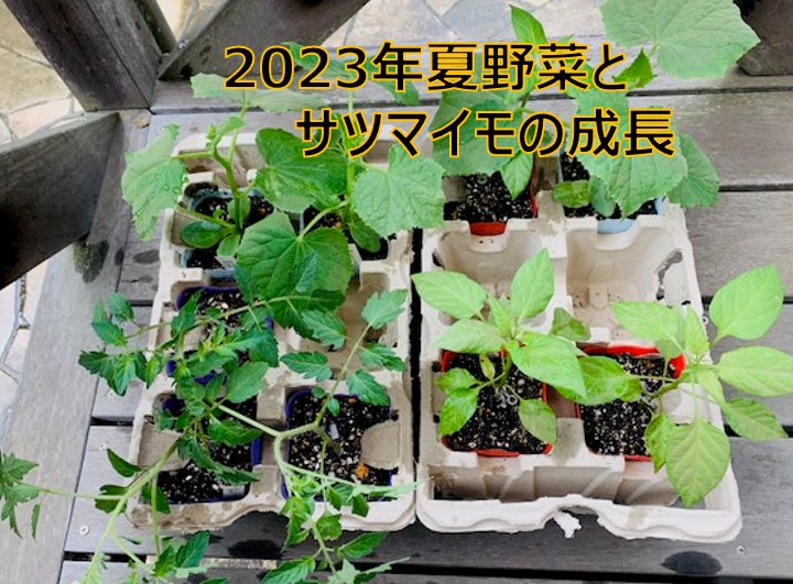2023夏野菜アイキャッチ