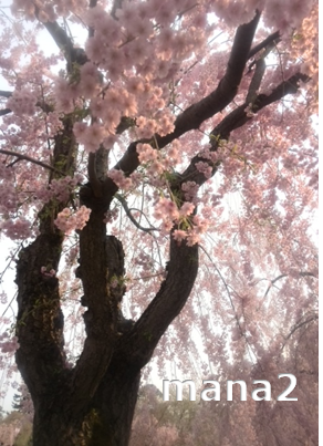 弘前の八重桜
