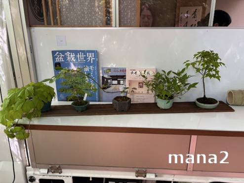 店先の盆栽たち