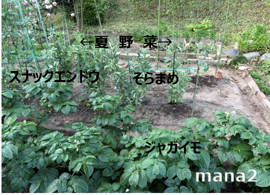 2026年畑